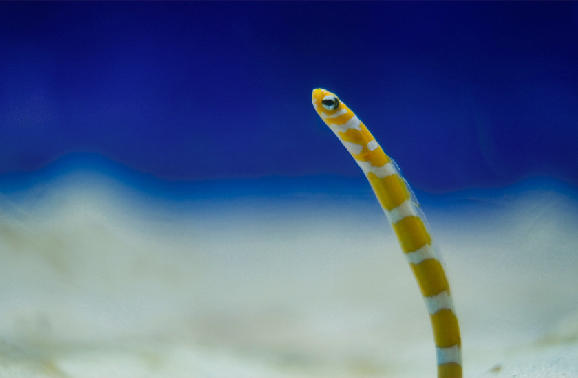 有料掲載の場合でも月額固定の掲載料金